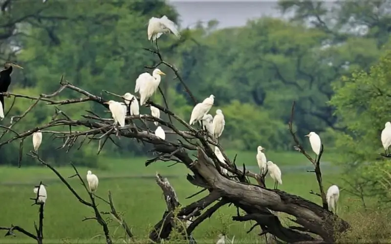 Bharatpur Bird Sanctuary